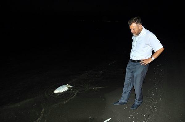 'Adana'da bulunan birçok atık su arıtma tesisinin çalıştırılmadığı ve balıkların bu nedenle öldüğü söyleniyor'