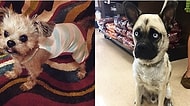 Pug ve Başka Irk Köpeklerin Karışımından Ortaya Çıkan 15 İlginç Minnoş