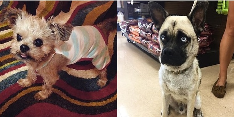 Pug ve Başka Irk Köpeklerin Karışımından Ortaya Çıkan 15 İlginç Minnoş