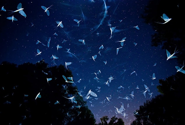 2. Swarming Under the Stars by Imre Potyo, Hungary