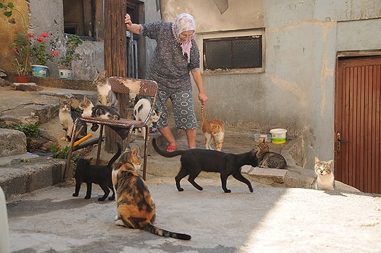 Sokak Hayvanlarına Adanmış Bir Ömür: 79 Yaşındaki Türkan Nineyle Tanışın!