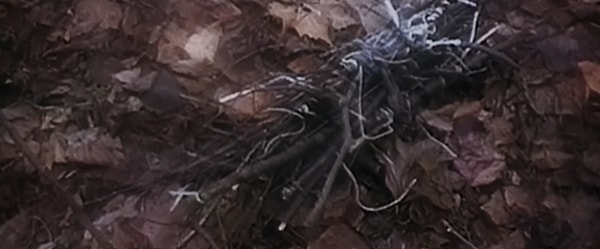 15. Пучок палочек из фильма состоит из реальных человеческих зубов и волос Джоша Леонарда