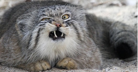 Сможете ли вы найти самую старую кошку?