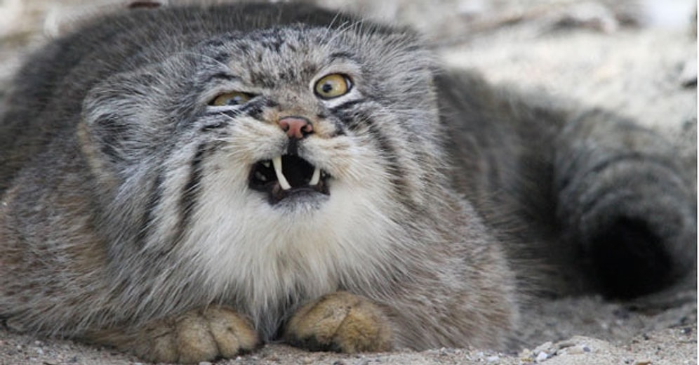 Сможете ли вы найти самую старую кошку?