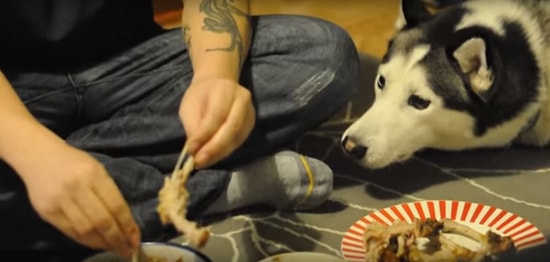 Хаски хочет курочки: Ну как отказать такому милахе!