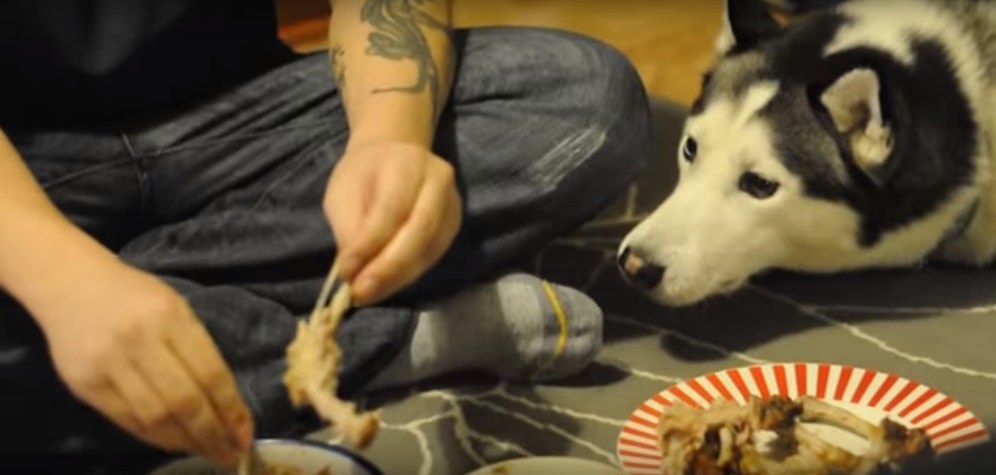 Хаски хочет курочки: Ну как отказать такому милахе!