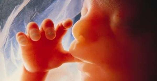 Anne karnındaki fetüs, 12. haftaya kadar cinsiyetleri çift cinsiyet olarak görünüyor, çünkü henüz cinsel organı tam olarak gelişmiş değil.