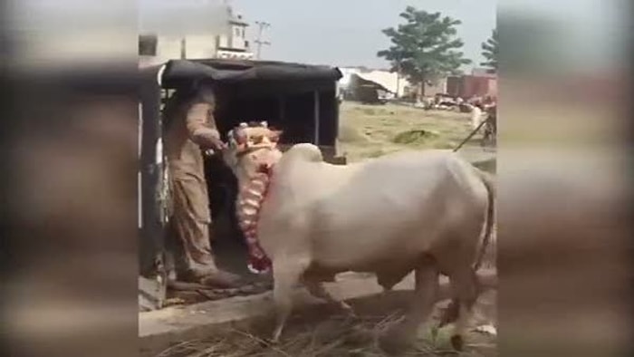 Hindistan'da Köyün Kutsal Sığırı Yaşlı Adamı Tek Harekette Öldürdü!