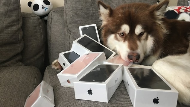 Richest dog on earth.