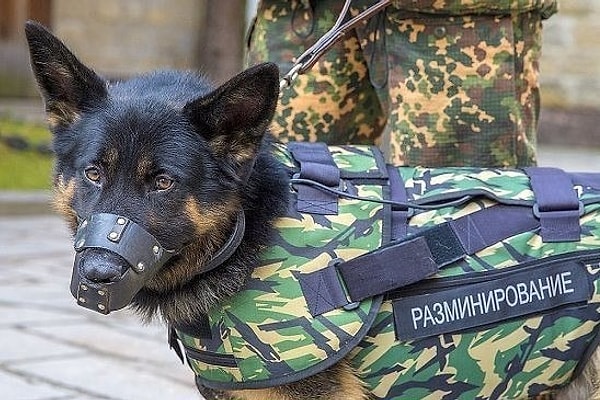 4. Разминирование