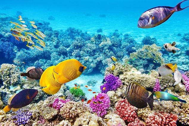 30. Remember the crazy colors of the Great Barrier Reef off the coast of Australia