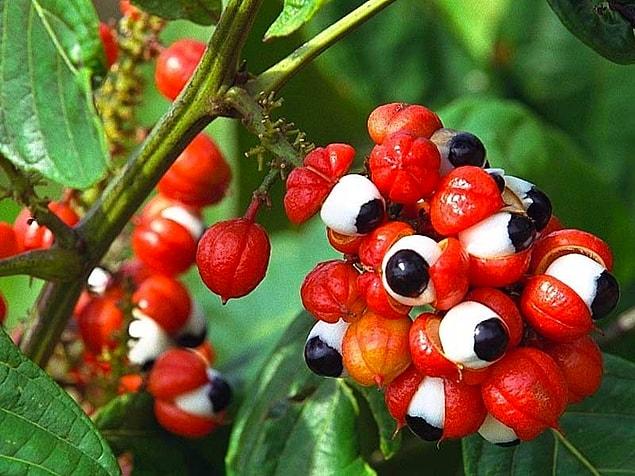 3. Tropical fruits named Guarana.