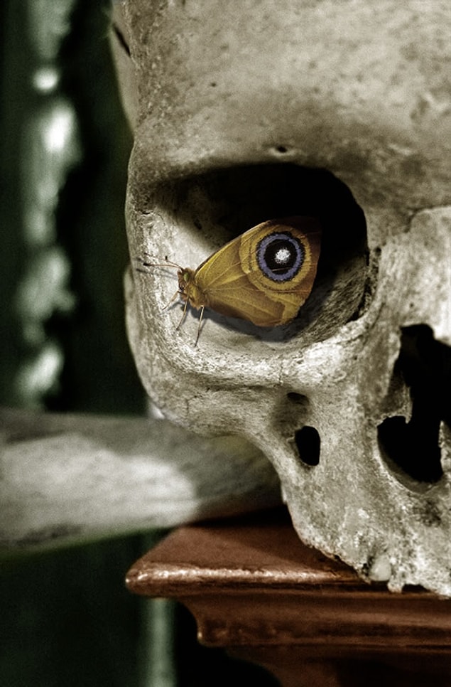 22. Wings of a butterfly.