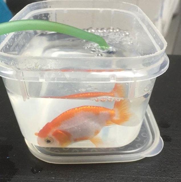 In Australia, a 21-year-old woman went to the vet with her goldfish who accidentally swallowed a pebble.