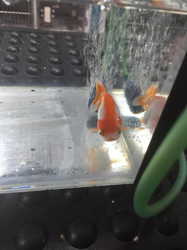 The spokesperson at the center also said that “it was humbling and heartwarming to see the same kind of love and care for a goldfish that people have for their dogs and cats.”