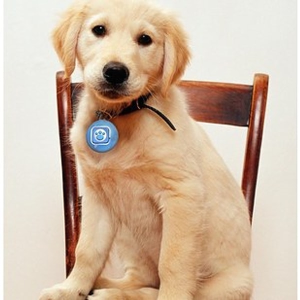 6. Устройство для твиттов, чтобы ваша собака могла выражать себя в сети