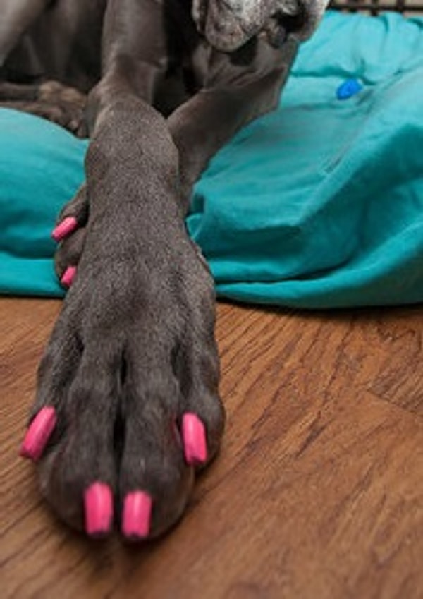 11. Лак для... когтей