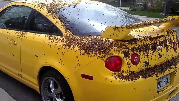 4. 1999’da 20.000 arıdan oluşan bir arı sürüsü bir otomobili 2 gün boyunca takip etmiş. Sebebi de kraliçelerinin arabanın içinde mahsur kalmasıymış.