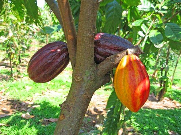 4. Çikolata aslında oldukça kutsal bir kelime. Kako çekirdekleri, Theobroma Cacaco isimli kakao ağaçlarından toplanır.
