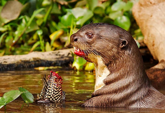 3. This sea otter eating a live fish without giving a f*ck...