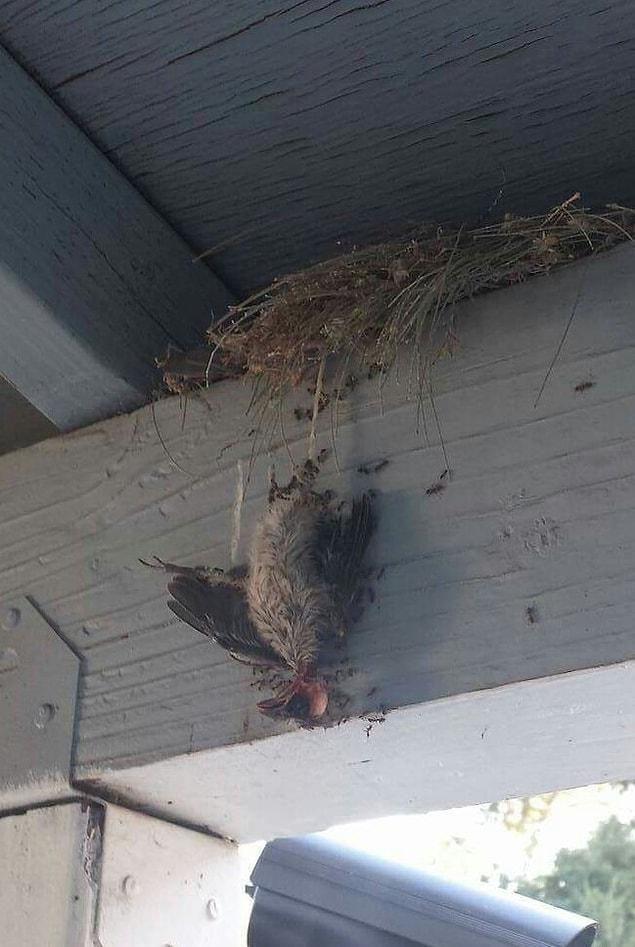 10. A bird that got stuck in an ant nest and eaten by them