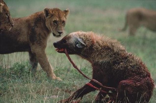 11. The disturbed hyena eating its own intestines