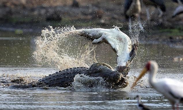 13. "The big alligator eats the small one"