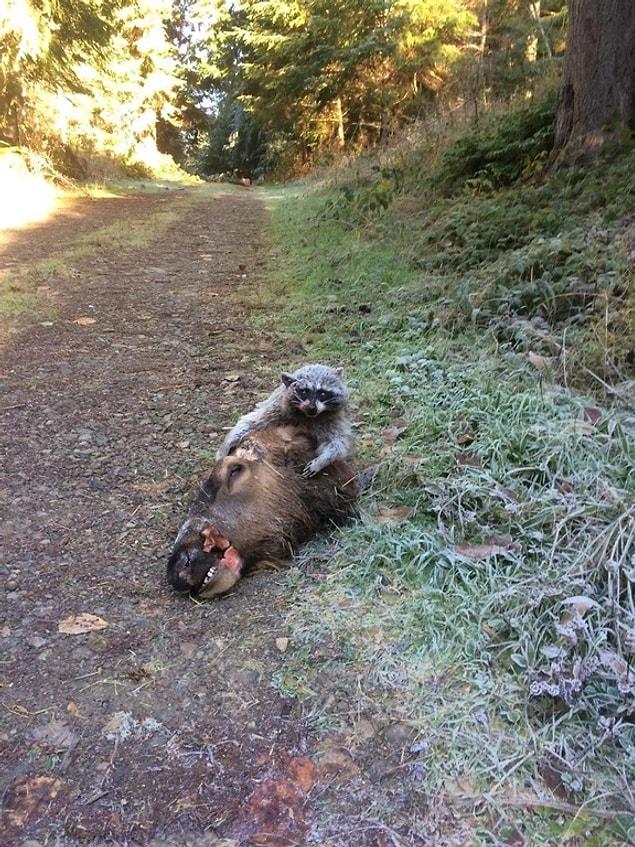 16. The raccoon that is just enjoying itself