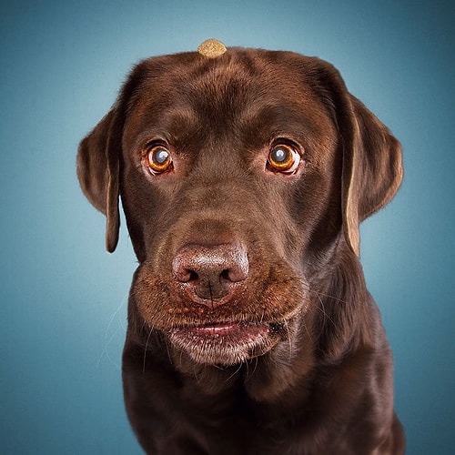 Mamasını Havada Kapmaya Çalışırken Ağzı Yüzü Kayan 19 Minnoş Köpek!
