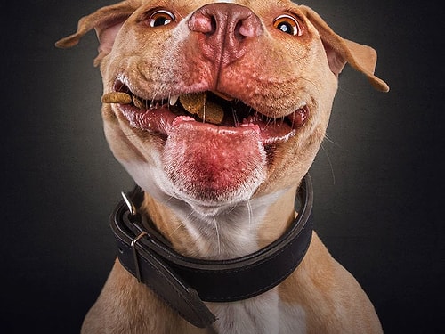 Mamasını Havada Kapmaya Çalışırken Ağzı Yüzü Kayan 19 Minnoş Köpek!