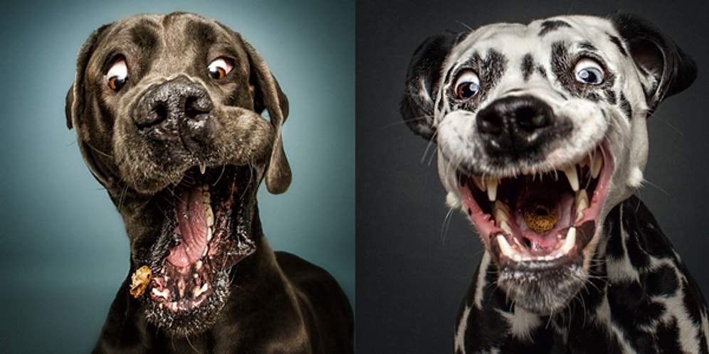 Mamasını Havada Kapmaya Çalışırken Ağzı Yüzü Kayan 19 Minnoş Köpek!