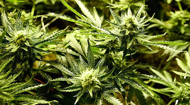 9. Cannabis is used for the treatment of over 250 diseases.