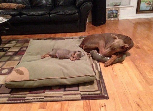 5. Maternal love: