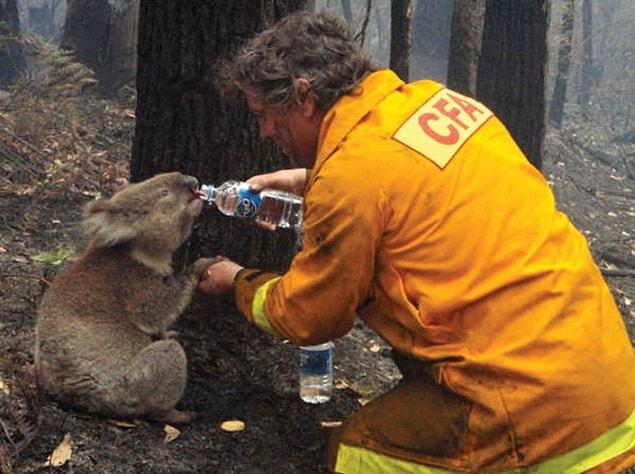 18. A firefighter giving water to a koala after the fire caused by the drought in Australia in 2009.