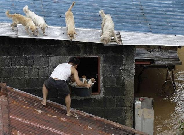 19. A man saving puppies during the flood in Philippines.