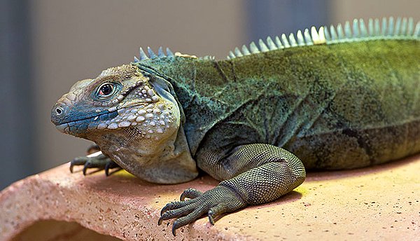 13. Protez bacağın içine saklanmış canlı iguana.