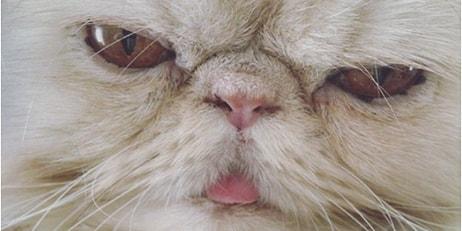 Kedilerin Selfie Çekmek Konusunda Ne Kadar İyi Olduklarını Gösteren 24 Çılgın Fotoğraf