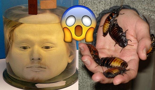 İnsan Kafasından Canlı Hamamböceğine Güvenlik Kontrollerine Takılmış En Tuhaf 15 Şey