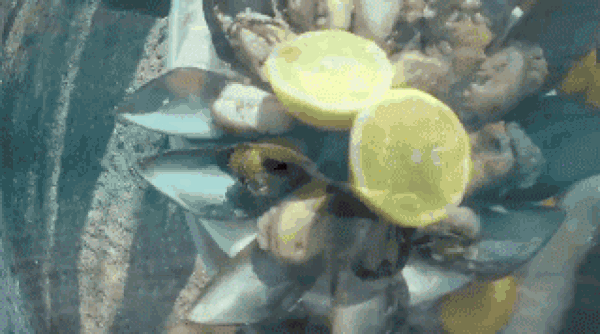 13. Kabuklu deniz ürünleri