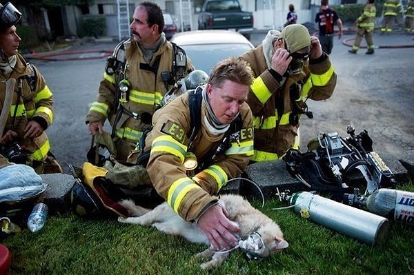 11. Пожарный Сакраменто Мэтт Рандаццо пытается реанимировать кота, спасенного из огня.