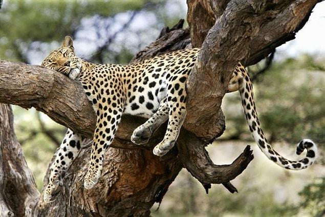 8. Just a jaguar napping.