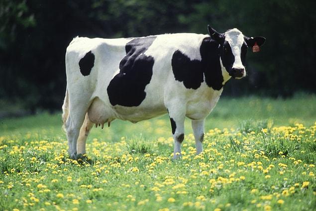 16. Gettier problem: 'The cow in the field'