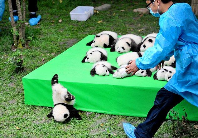 17. 2016'da doğan 23 panda, Chengdu Panda Yetiştirme Araştırma Üssü'nde sergilenirken bir panda yavrusu sahneden düşüyor.