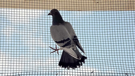 Hindistan'da Başbakana Tehdit Mektubu Taşıyan Güvercin Tutuklandı