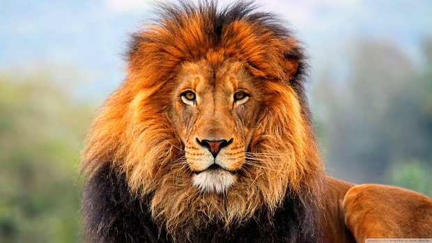 Aslan