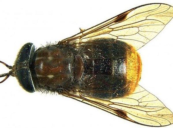 8. 2012'de keşfedilen yeni bir at sineği türü ''Scaptia beyonceae'' ismini almış.