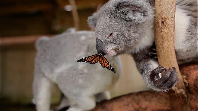 Kelebek Tarafından Fotoğraf Çekimi Engellenen Minnoş Koala