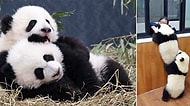Pandaların Dünyanın En Tontiş ve En Şapşal Hayvanları Olduğunun 17 Kanıtı