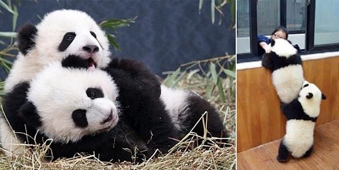 Pandaların Dünyanın En Tontiş ve En Şapşal Hayvanları Olduğunun 17 Kanıtı