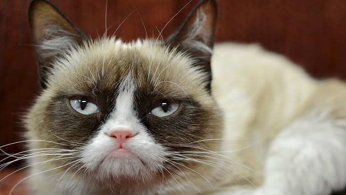 Huysuz Surat İfadesi ile İnternetin Fenomeni Olan 'Grumpy Cat' Artık Ölümsüz!